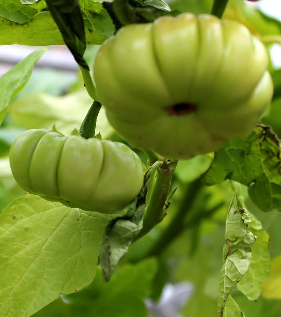 Aubergine plusieurs kilos