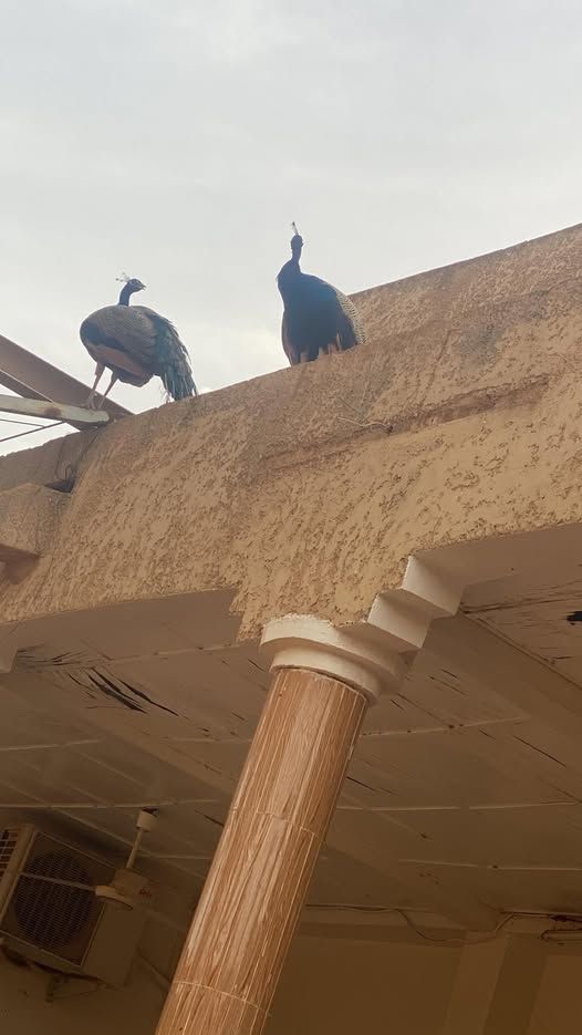 Un trio de mal paons